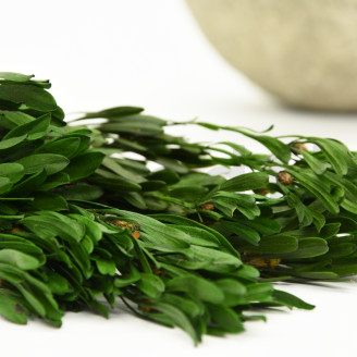 Platy maschio preservato - Mazzo - Verde
