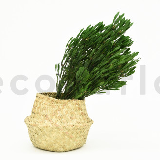 Platy maschio preservato - Mazzo - Verde