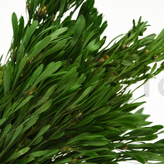 Platy maschio preservato - Mazzo - Verde