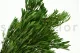 Platy maschio stabilizzato Verde 7