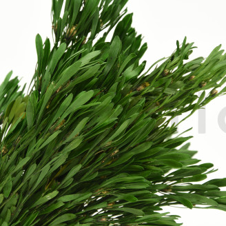 Platy m&acirc;le stabilis&eacute; - Bouquet - Vert