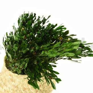 Preserved Platy Male - Bouquet - Green