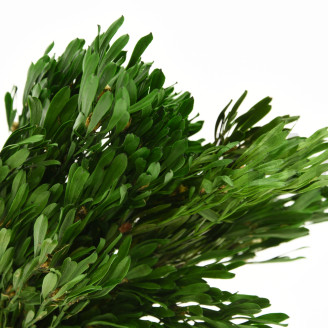 Platy m&acirc;le stabilis&eacute; - Bouquet - Vert