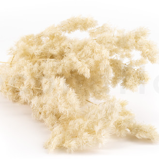 Ming Fern Stabilis&eacute; - Blanc