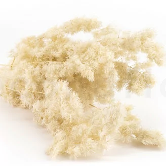 Ming Fern stabilizzata Bianco Crema