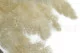 Ming Fern stabilis&eacute; Blanc Cr&egrave;me 5
