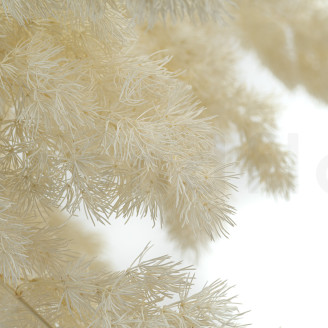 Ming Fern Stabilized - White