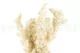 Ming Fern stabilizzata Bianco Crema 2
