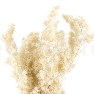 Ming Fern Preserved - White