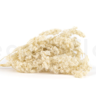 Ming Fern Stabilis&eacute; - Blanc