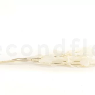 Ruscus stabilis&eacute; Blanc (x6)