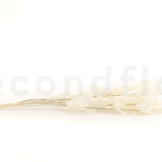 Ruscus Stabilized - 6 Units - White