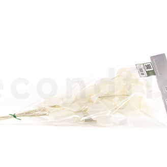 Ruscus Preserved - 6 Units - White