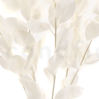 Ruscus Stabilized - 6 Units - White