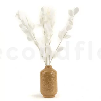 Ruscus stabilis&eacute; Blanc (x6)