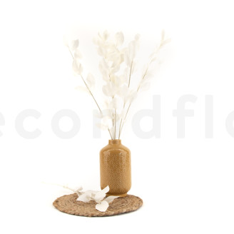 Ruscus Stabilized - 6 Units - White