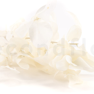 Ruscus Stabilized - 6 Units - White