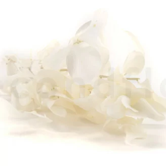 Ruscus stabilis&eacute; Blanc (x6)