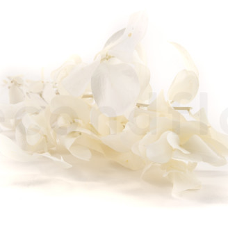 Ruscus Stabilized - 6 Units - White