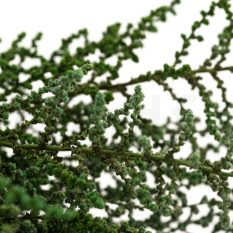 Preserved Stoebe - Bouquet - Green