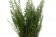Stoebe stabilizzato Verde 2