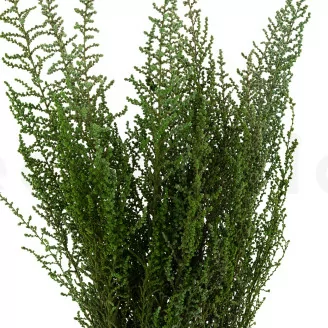 Preserved Stoebe - Bouquet - Green