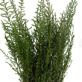Stoebe preservato - Mazzo - Verde