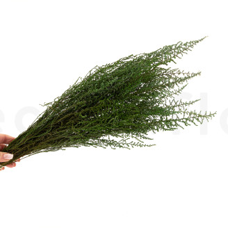 Preserved Stoebe - Bouquet - Green