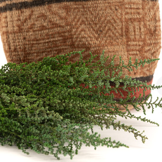 Stoebe Preservada - Ramo - Verde