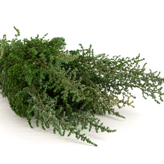 Stoebe Preservada - Ramo - Verde