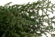 Stoebe stabilizzato Verde 8