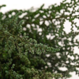 Preserved Stoebe - Bouquet - Green