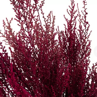 Stoebe stabilizzato Rosa