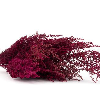 Stoebe Preservada - Ramo - Rosa