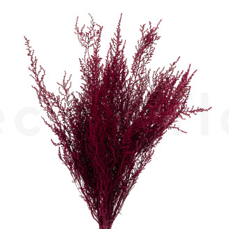 Preserved Stoebe - Bouquet - Pink