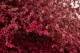 Stoebe stabilis&eacute; Rose 10
