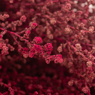 Preserved Stoebe - Bouquet - Pink