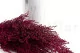Stoebe preservada Rosa 11