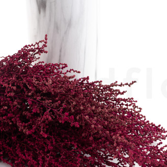 Preserved Stoebe - Bouquet - Pink