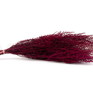 Stoebe stabilizzato - Mazzo - Rosa