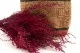 Stoebe stabilizzato Rosa 12