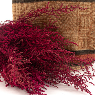 Stoebe Preservada - Ramo - Rosa