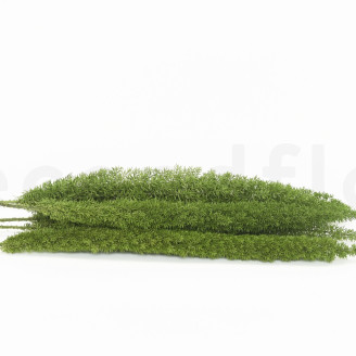 Foxtail Stabilized - Green 
