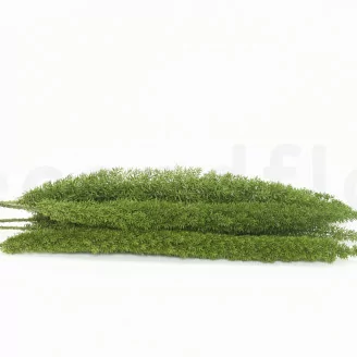 Preserved Foxtail Green