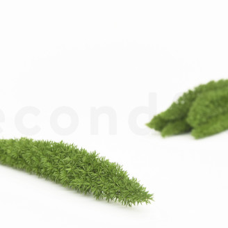 Foxtail Stabilisiert - Gr&uuml;n