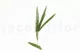Preserved Foxtail Green 4