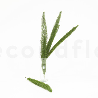 Foxtail preservado - Verde