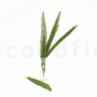 Konserviertes Foxtail Gr&uuml;n