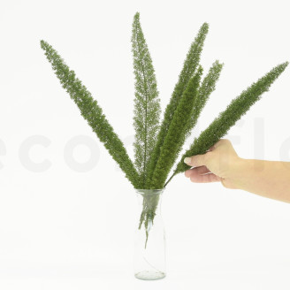 Foxtail Preservata - Verde