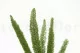 Foxtail stabilis&eacute; Vert 2